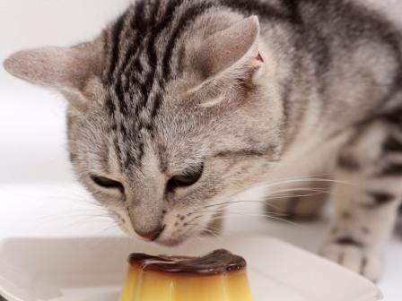 стерилизация кормящей кошки