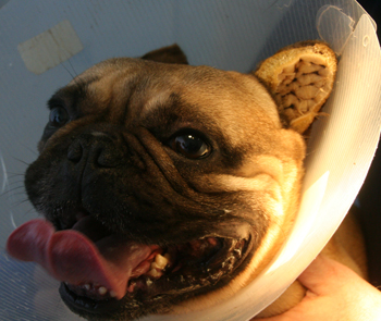 Гематома ушной раковины собаки