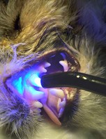 нарушение зубного ряда
