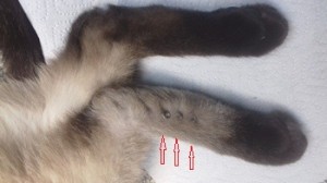 Перелом лапы у кошки лечение