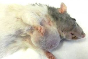 Фиброаденома молочной железы у крысы - ДО