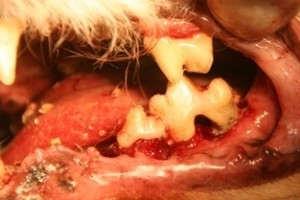 Ветеринарная стоматология