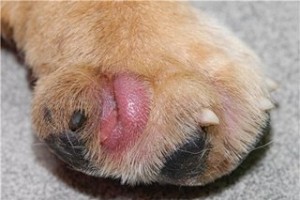Заболевания лап у собак
