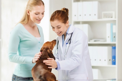 Помощь ветеринара при удалении опухоли у собаки