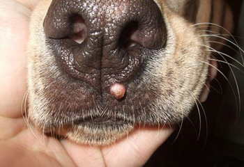 Блошиный дерматит у собак