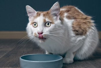 Чем кормить кошку после стерилизации