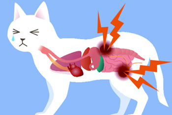 Кровь в кале у кошки – причины и лечение