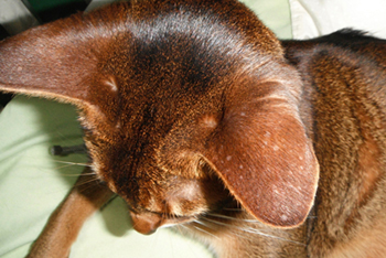 Кошка больна раком: всё, что нужно знать об этом заболевании у питомцев