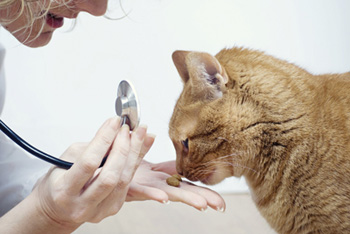 Онкологические заболевания у кошек