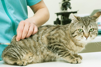 Признаки онкологического заболевания у кошек