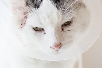 Признаки онкологического заболевания у кошек