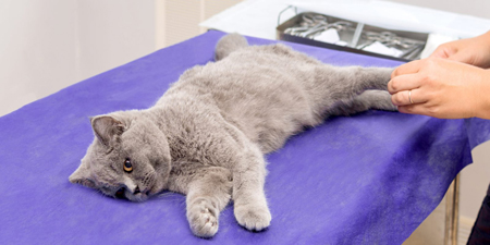 шов после стерилизации кошки