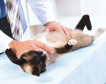 стерилизация кошки уход после операции