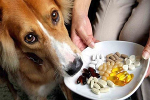 Какие витамины нужно давать собакам