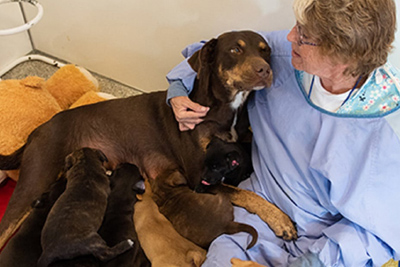 Уход за собакой после стерилизации: советы ветеринара