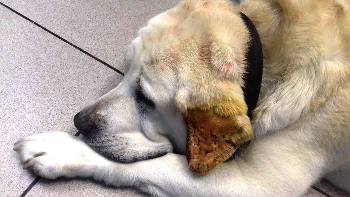 Ушной зуд у собак - Собака чешет уши - Кожа вашей собаки - Дуксо S3
