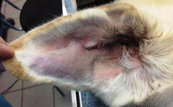 Ушная гематома у собак. Советы ветеринара