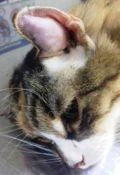 Опухла щека у кошки — первая помощь питомцу