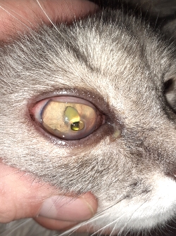 Самые распространенные болезни глаз у кошек: симптомы и лечение | HOME FOOD