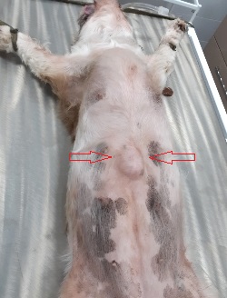 Операции на кишечнике у собаки при грыже