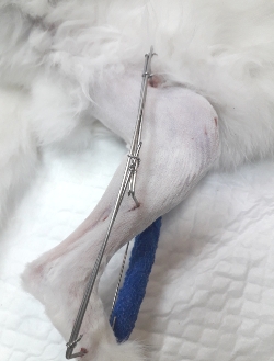 Лечение связок коленного сустава у кошек