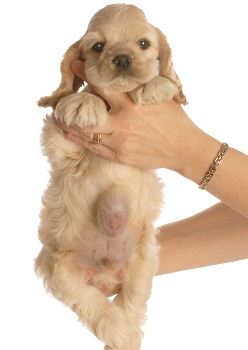 Пупочная грыжа у щенков и котят: причины, диагностика и лечение - полная информация