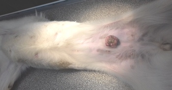 Другие болезни Нужно ли как-то лечить шишки и гематомы кошек ветна