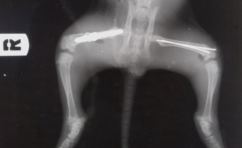 Перелом передней лапы у кошки | Сеть ветеринарных клиник «Ветус»