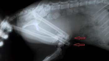 Перелом лапы у собаки пластина