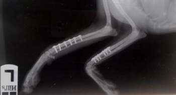Пластины на лапу собаке при переломе