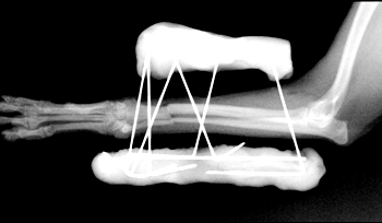 Перелом лапки у кошки гипс или остеосинтез