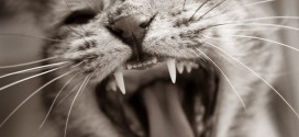Минусом нестерилизациованной кошки является агрессия