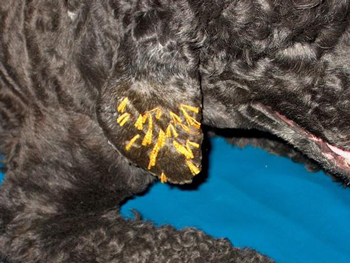 Ушной клещ у собак: симптомы, диагностика и лечение