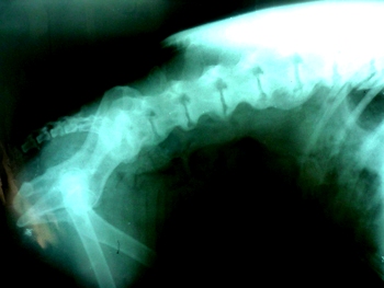 Перелом лапы у собаки пластина