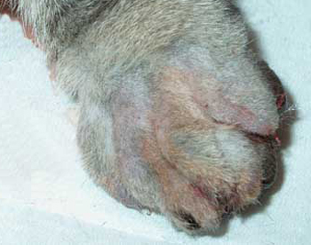Хирургическое удаление когтей у кошек (операция мягкие лапки)
