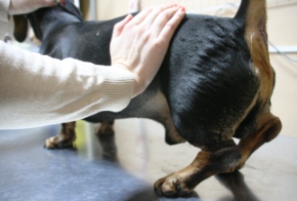 Диагностика опухолей позвоночного столба и спинного мозга у собак – методы и оборудование