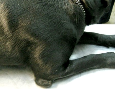 Доклад по теме Слабость задних лап у собаки. Почему? Что делать?