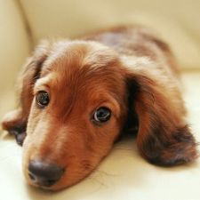 Жировик у собаки: что это, причины появления, опасность, лечение | Блог ветклиники 