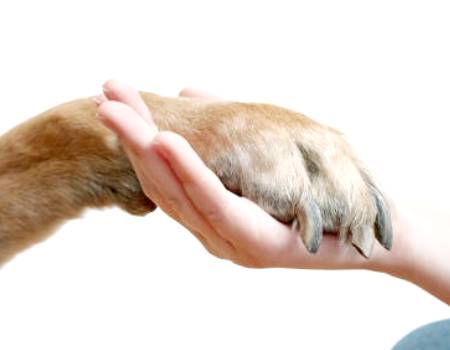 Что делать, если у собаки отказывают задние лапы