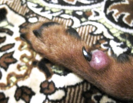 Причины и симптомы ушиба лапы у собаки