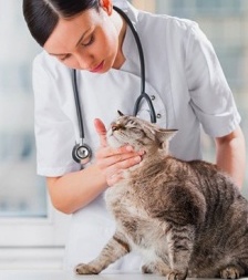 Вовремя сделанная стерилизация кошки предупреждает проблемы со здоровьем в будущем!