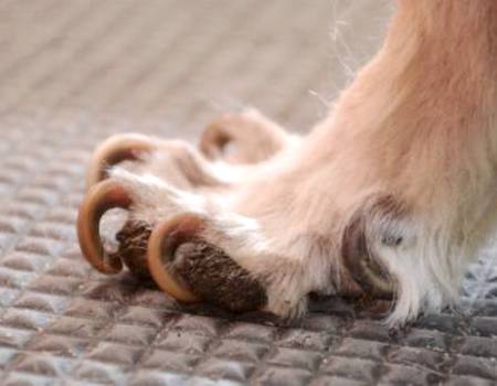 Доклад: Слабость задних лап у собаки. Почему? Что делать?