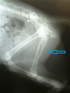 Перелом лапки у кошки гипс или остеосинтез