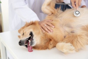 онкологические заболевания у собак