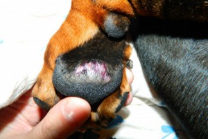 Заболевания подушечек лап у собак
