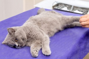 шов после стерилизации кошки