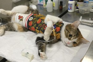 Стоимость стерилизации кошки в Москве