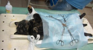 Стоимость стерилизации кошки в Москве