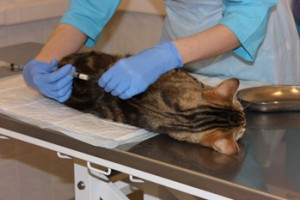 стерилизация кошек цена в Москве