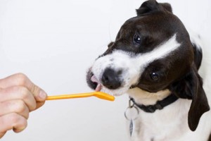 Стоматологическая помощь собаке